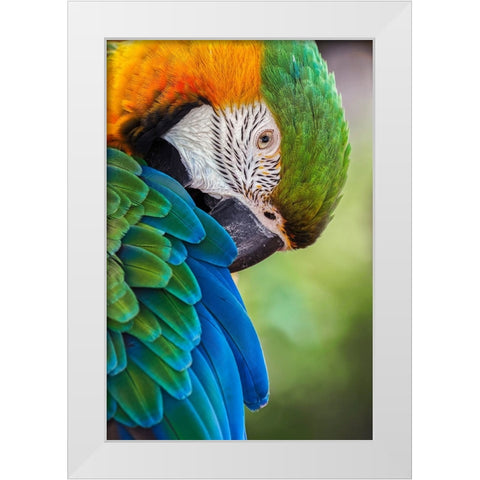 Blue and gold macaw White Modern Wood Framed Art Print by Jones, Adam