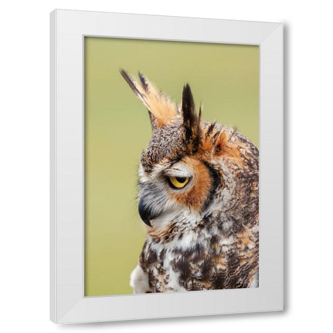 Great horned owl portrait White Modern Wood Framed Art Print by Jones, Adam