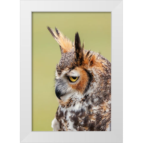 Great horned owl portrait White Modern Wood Framed Art Print by Jones, Adam