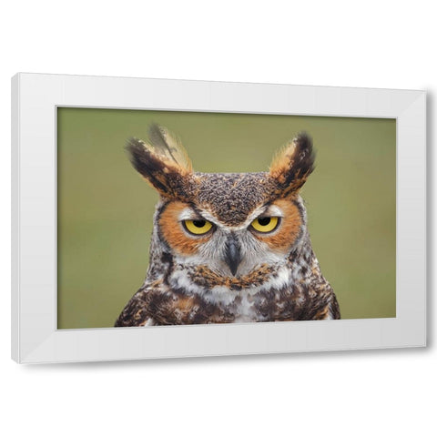 Great horned owl portrait White Modern Wood Framed Art Print by Jones, Adam