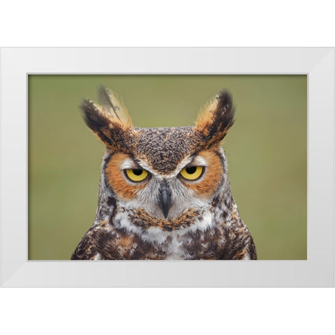 Great horned owl portrait White Modern Wood Framed Art Print by Jones, Adam