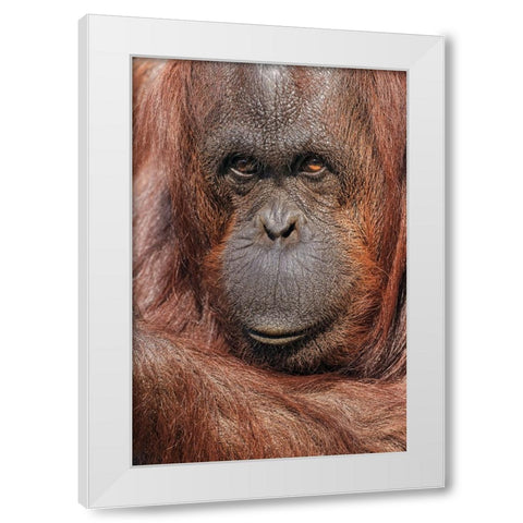 Orangutan-Pongo-native to Borneo and Sumatra White Modern Wood Framed Art Print by Jones, Adam