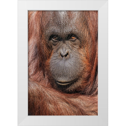 Orangutan-Pongo-native to Borneo and Sumatra White Modern Wood Framed Art Print by Jones, Adam