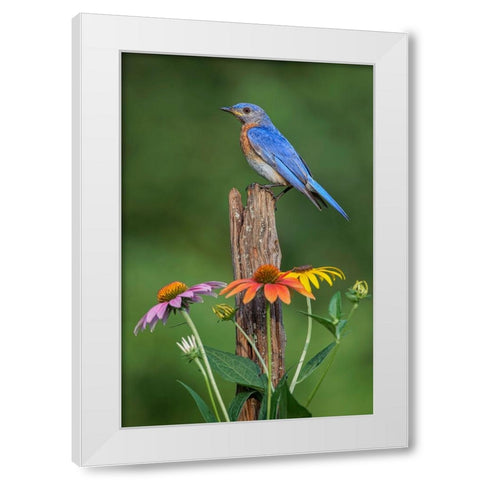 Male Eastern bluebird on old fence post with cone flowers White Modern Wood Framed Art Print by Jones, Adam