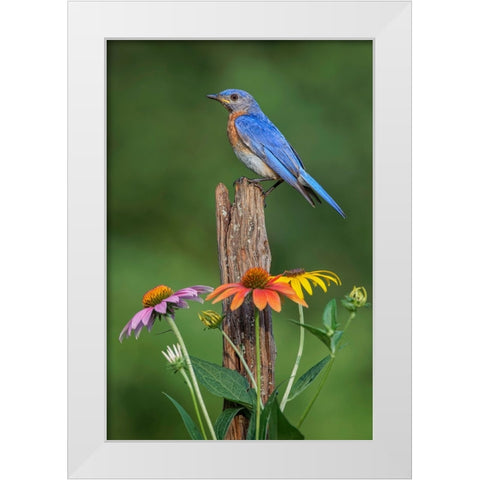 Male Eastern bluebird on old fence post with cone flowers White Modern Wood Framed Art Print by Jones, Adam
