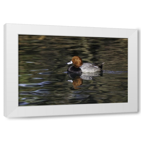 Duck swimming in autumn water White Modern Wood Framed Art Print by Jones, Adam