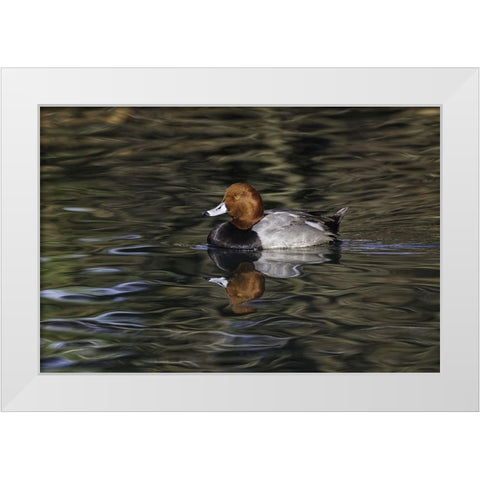 Duck swimming in autumn water White Modern Wood Framed Art Print by Jones, Adam