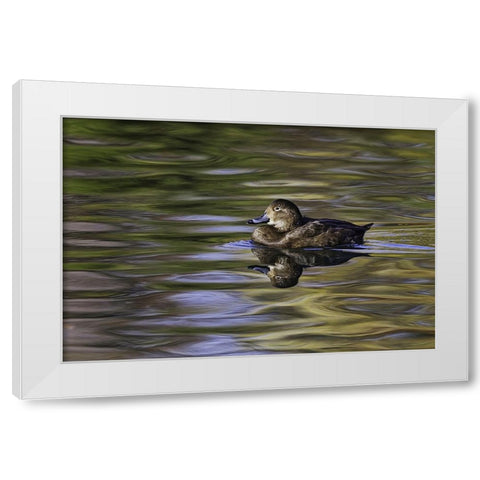 Duck swimming in autumn water White Modern Wood Framed Art Print by Jones, Adam