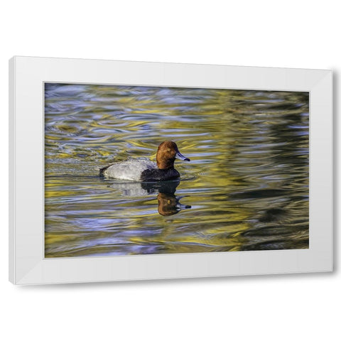 Duck swimming in autumn water White Modern Wood Framed Art Print by Jones, Adam