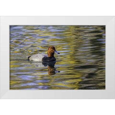 Duck swimming in autumn water White Modern Wood Framed Art Print by Jones, Adam