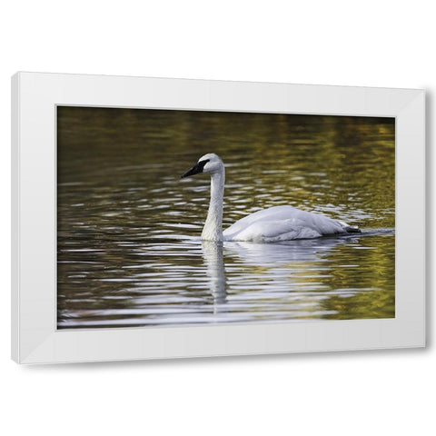 Swan swimming in autumn colored water White Modern Wood Framed Art Print by Jones, Adam