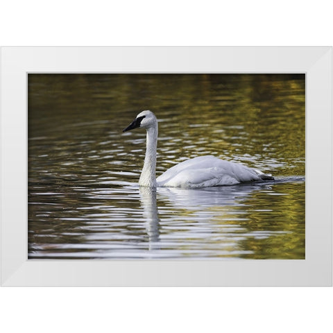 Swan swimming in autumn colored water White Modern Wood Framed Art Print by Jones, Adam
