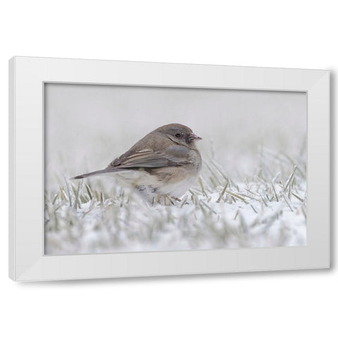 Dark-eyed Junco on the ground in snow White Modern Wood Framed Art Print by Jones, Adam