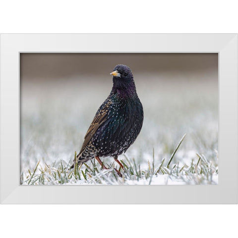 Common starling White Modern Wood Framed Art Print by Jones, Adam