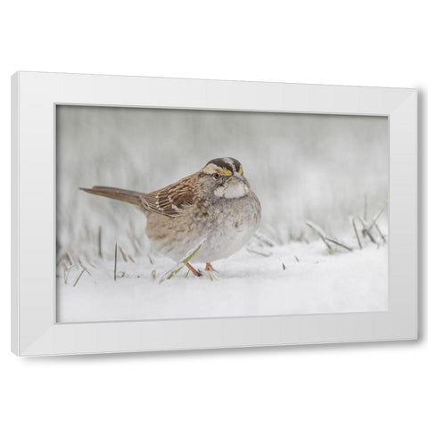 White-throated sparrow on the ground feeding in snow White Modern Wood Framed Art Print by Jones, Adam