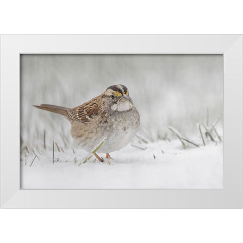 White-throated sparrow on the ground feeding in snow White Modern Wood Framed Art Print by Jones, Adam