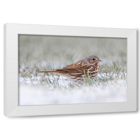 Fox Sparrow on the ground White Modern Wood Framed Art Print by Jones, Adam