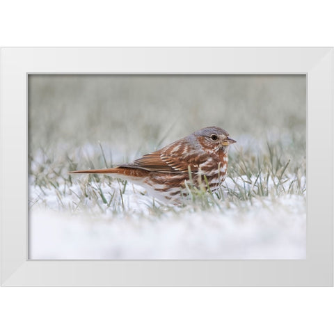 Fox Sparrow on the ground White Modern Wood Framed Art Print by Jones, Adam