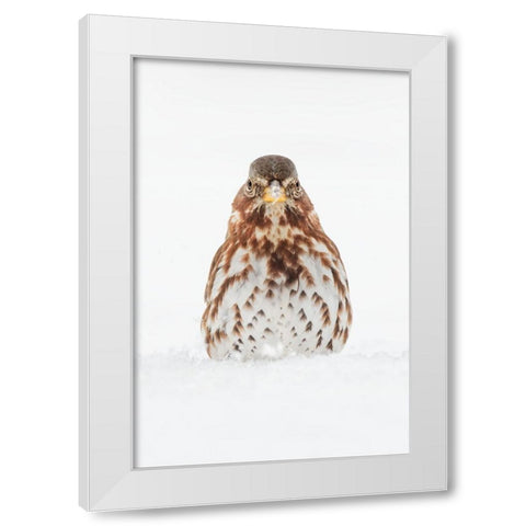Fox Sparrow foraging in snow White Modern Wood Framed Art Print by Jones, Adam