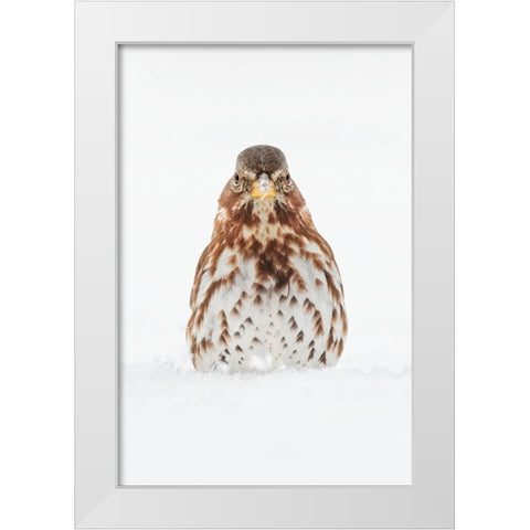 Fox Sparrow foraging in snow White Modern Wood Framed Art Print by Jones, Adam
