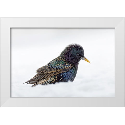 Common starling-foraging in snow-non native US species White Modern Wood Framed Art Print by Jones, Adam
