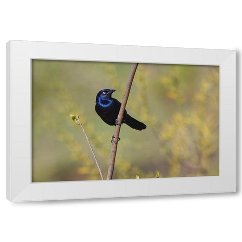 Common grackle White Modern Wood Framed Art Print by Jones, Adam