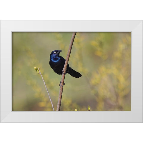 Common grackle White Modern Wood Framed Art Print by Jones, Adam