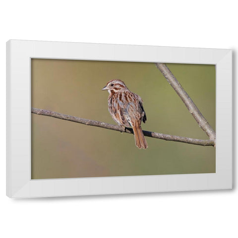 Song sparrow White Modern Wood Framed Art Print by Jones, Adam