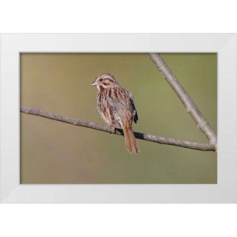 Song sparrow White Modern Wood Framed Art Print by Jones, Adam