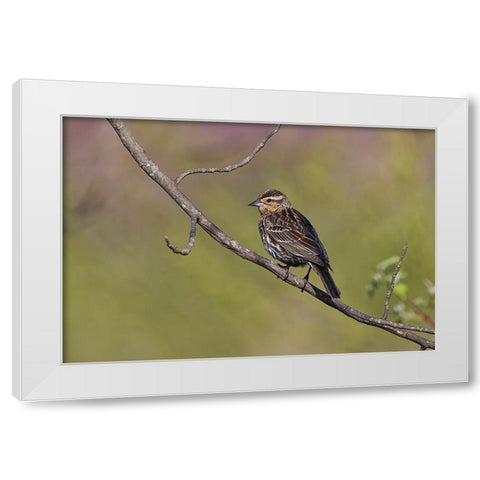 Song sparrow White Modern Wood Framed Art Print by Jones, Adam
