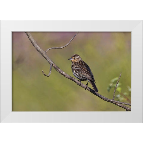Song sparrow White Modern Wood Framed Art Print by Jones, Adam