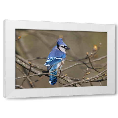 Blue jay White Modern Wood Framed Art Print by Jones, Adam
