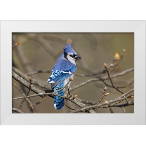 Blue jay White Modern Wood Framed Art Print by Jones, Adam