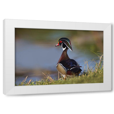 Male wood duck-blue jay White Modern Wood Framed Art Print by Jones, Adam