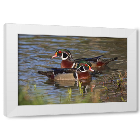 Male wood duck-blue jay White Modern Wood Framed Art Print by Jones, Adam