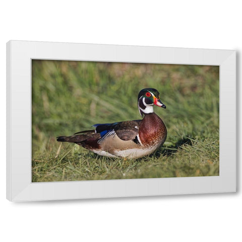 Male wood duck, White Modern Wood Framed Art Print by Jones, Adam