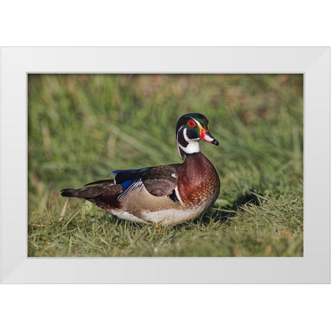 Male wood duck, White Modern Wood Framed Art Print by Jones, Adam