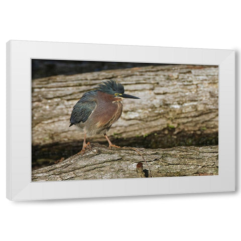 Green heron White Modern Wood Framed Art Print by Jones, Adam