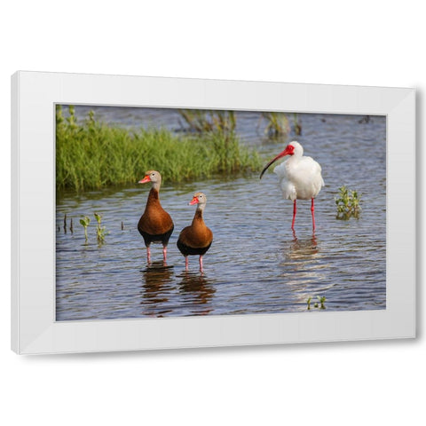 Pair of Black-bellied whistling ducks and White ibis-South Padre Island White Modern Wood Framed Art Print by Jones, Adam