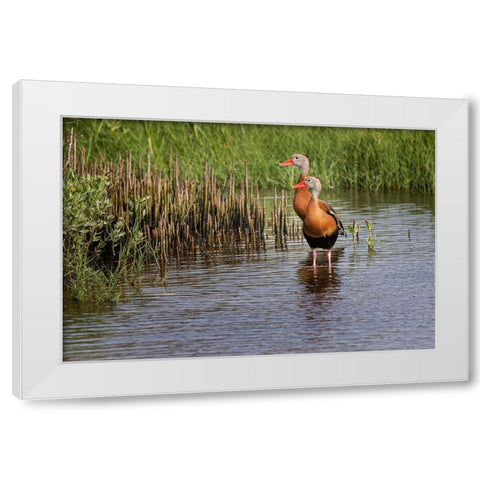 Pair of Black-bellied whistling ducks-South Padre Island White Modern Wood Framed Art Print by Jones, Adam