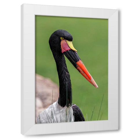 Female Saddle-billed stork White Modern Wood Framed Art Print by Jones, Adam