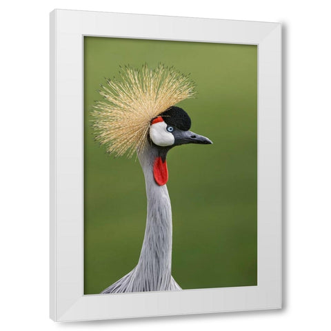 African crowned crane White Modern Wood Framed Art Print by Jones, Adam