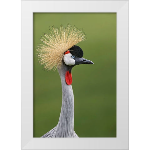 African crowned crane White Modern Wood Framed Art Print by Jones, Adam