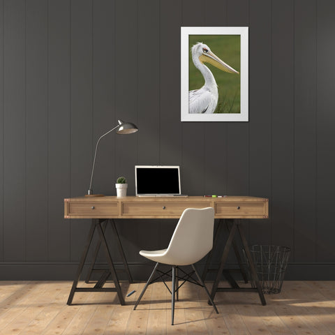 Pink-backed Pelican White Modern Wood Framed Art Print by Jones, Adam