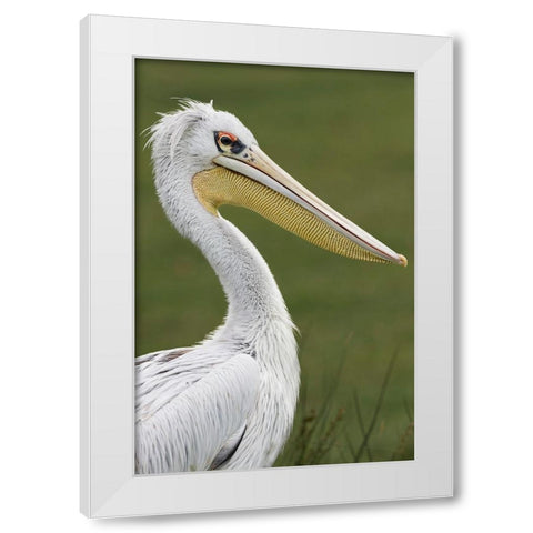 Pink-backed Pelican White Modern Wood Framed Art Print by Jones, Adam