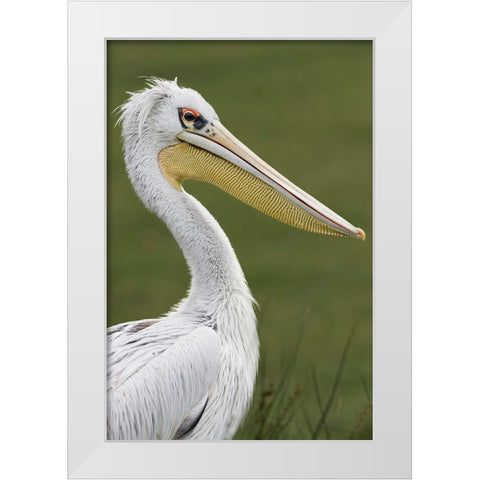 Pink-backed Pelican White Modern Wood Framed Art Print by Jones, Adam