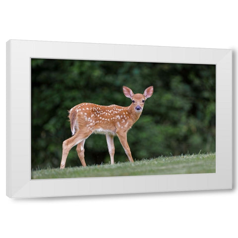Very young white-tailed deer fawn White Modern Wood Framed Art Print by Jones, Adam