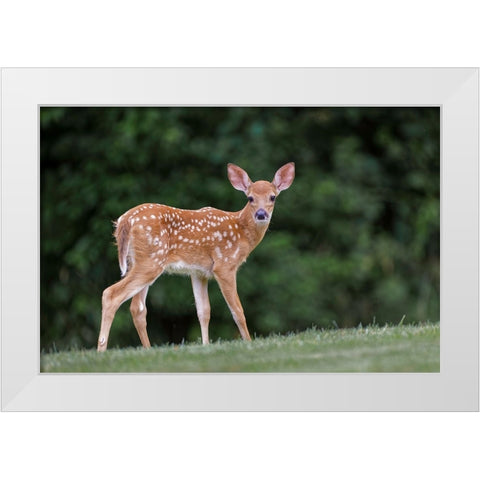 Very young white-tailed deer fawn White Modern Wood Framed Art Print by Jones, Adam