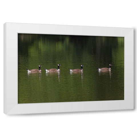 Canada geese swimming together White Modern Wood Framed Art Print by Jones, Adam
