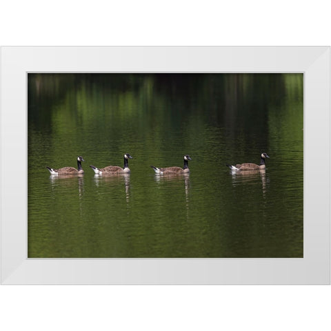 Canada geese swimming together White Modern Wood Framed Art Print by Jones, Adam